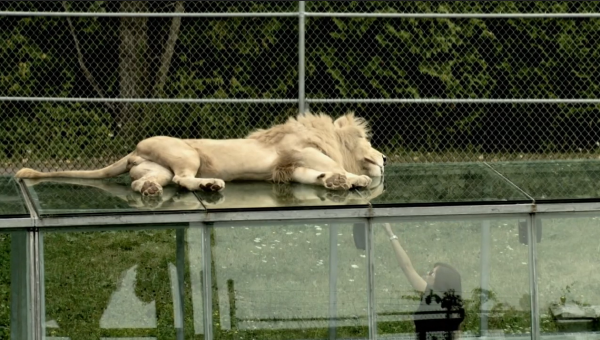 A lion sunbathes on top of a reinforced glass hallway. A woman looks up at him and points.